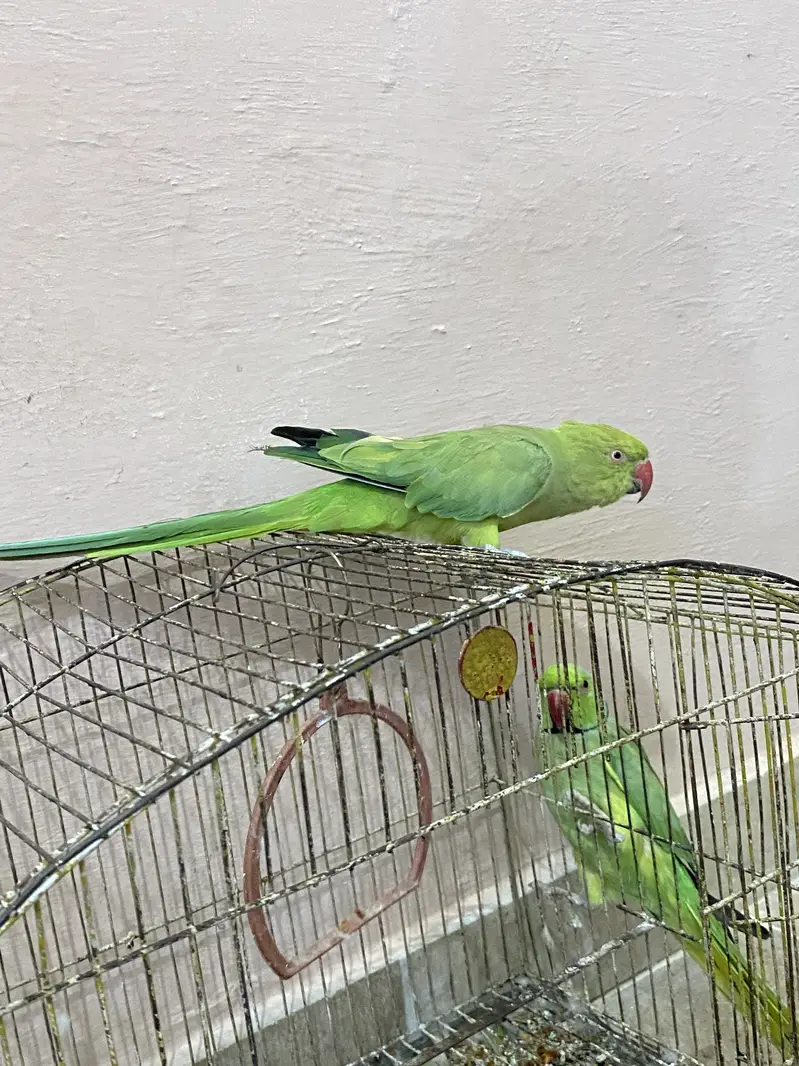 Ring Neck Parrot Pair For Sale — photo 4