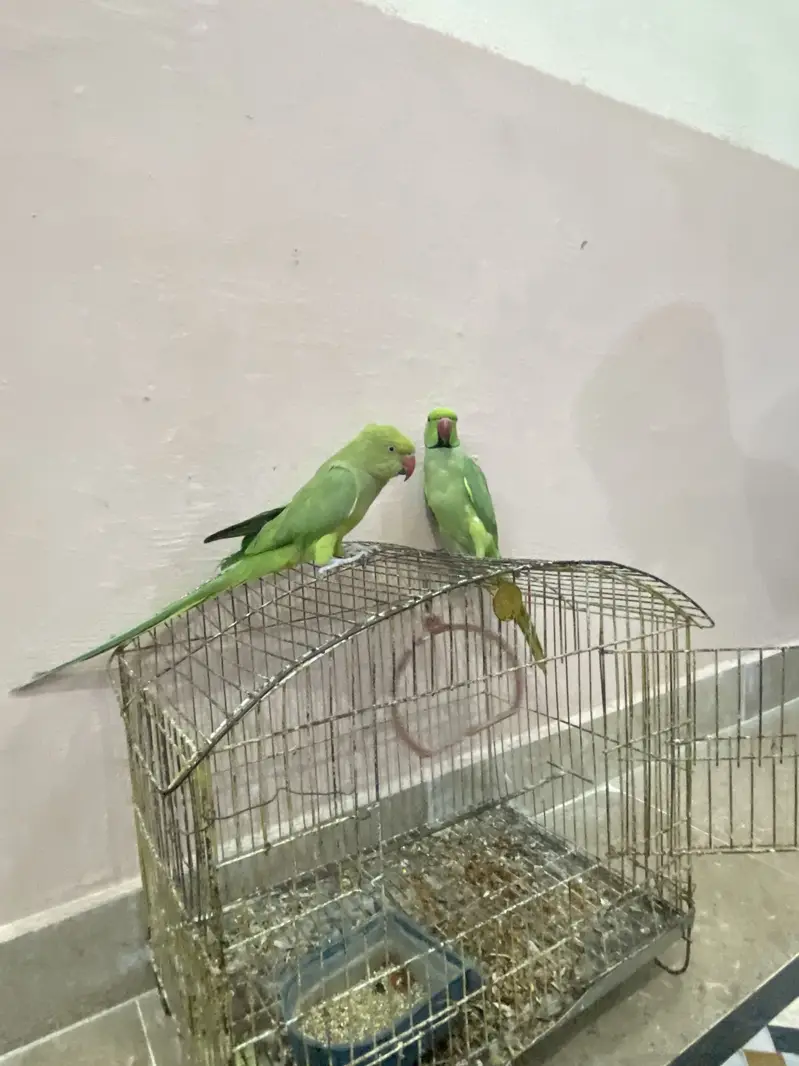 Ring Neck Parrot Pair For Sale — photo 5