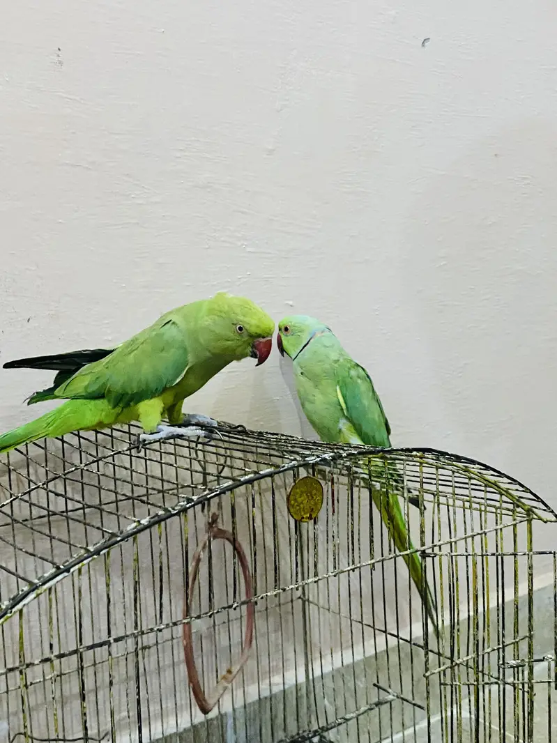 Ring Neck Parrot Pair For Sale — photo 6
