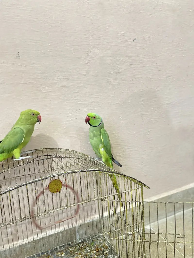 Ring Neck Parrot Pair For Sale — photo 7