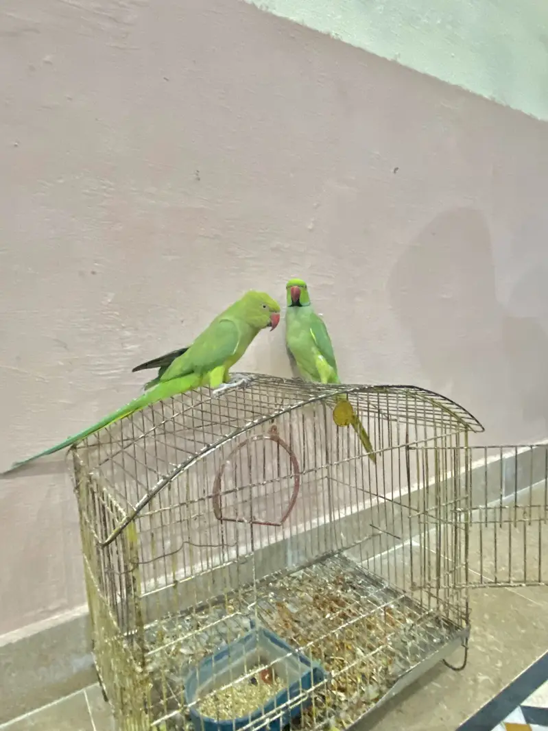 Ring Neck Parrot Pair For Sale — photo 8