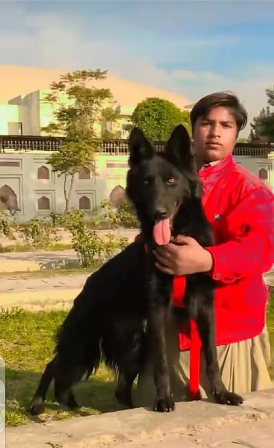 Contact for saling and baying dogs