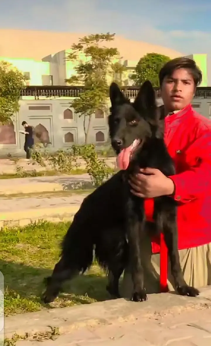 Contact for saling and baying dogs — photo 3