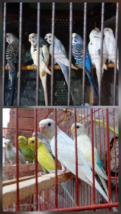 27 australlian and cages 03206441878