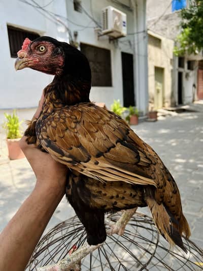 bhot achi madia hai ye 1 ki demand hai