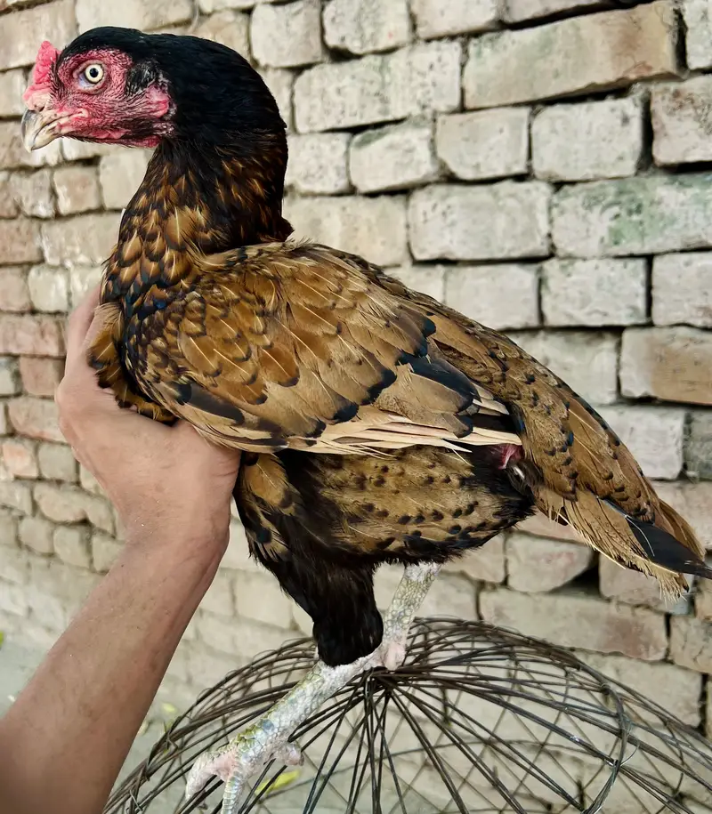 bhot achi madia hai ye 1 ki demand hai — photo 2