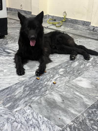 German Shepherd | Black German | Long Coat German Shepherd | GSD