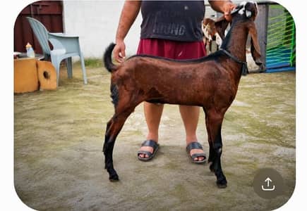 Urgent Sale Breedar Quality Male