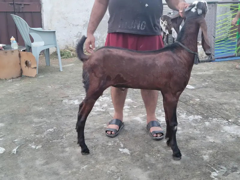 Urgent Sale Breedar Quality Male — photo 2