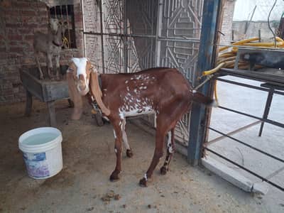 bakri for sale