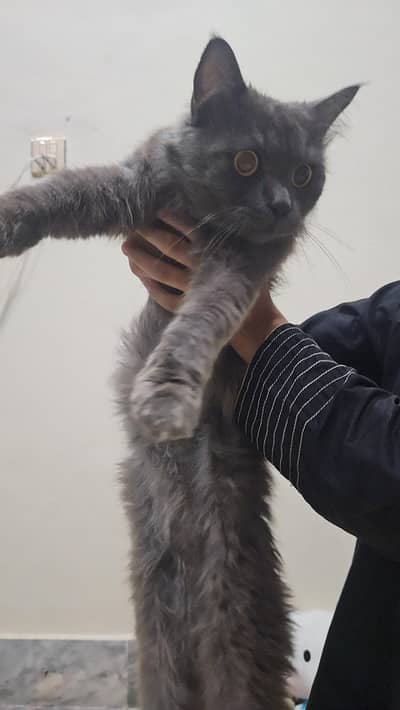 Male Persian cat
