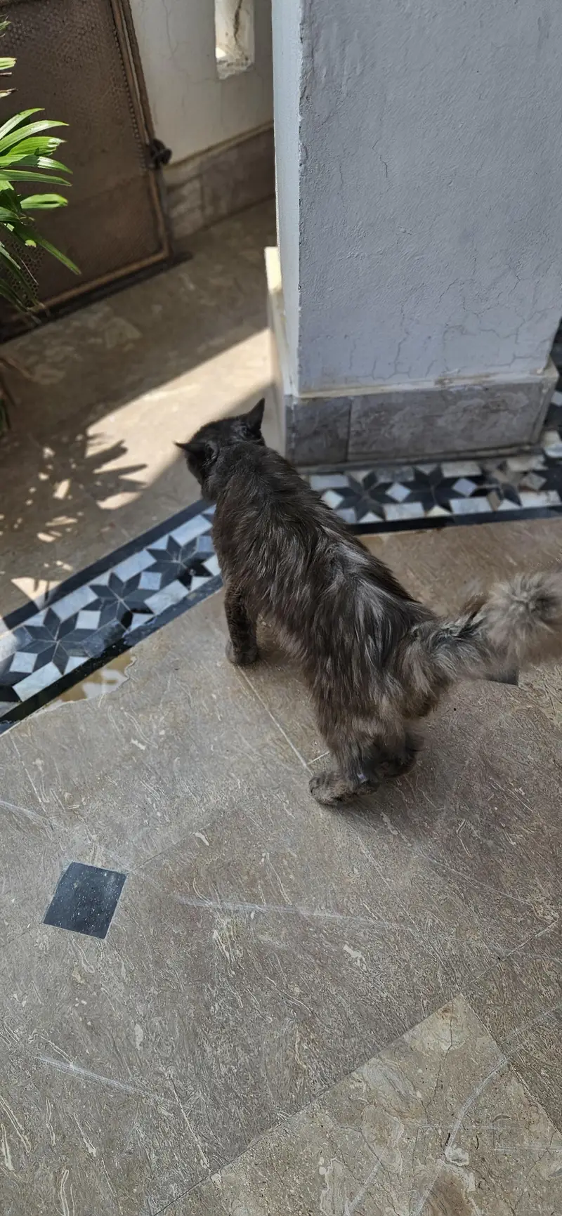 Male Persian cat — photo 2