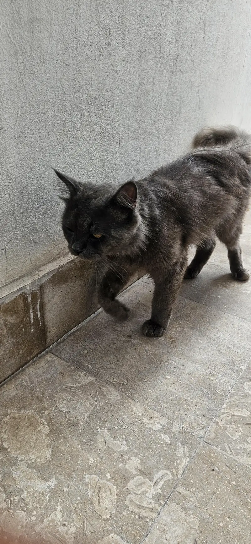 Male Persian cat — photo 3