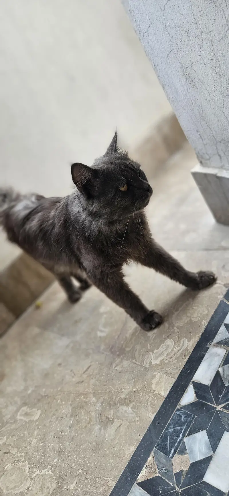 Male Persian cat — photo 4