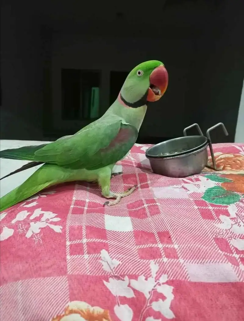 raw parrot male hand Tame full toking — photo 2