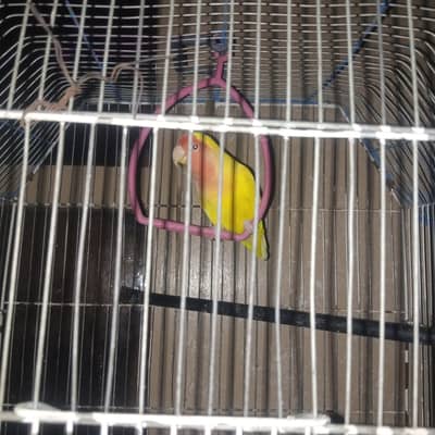 Yellow Lutino Ringneck Female Mithu 6 Months