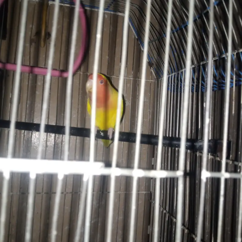 Yellow Lutino Fischer Lovebird Female 6 Months — photo 2