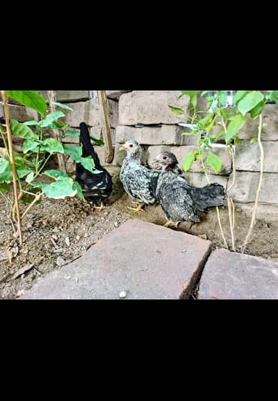 silver black tail japanese bantam trio