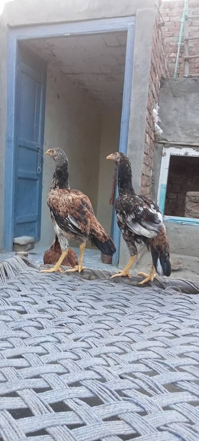 two pairs Aseel murgiya for sale
