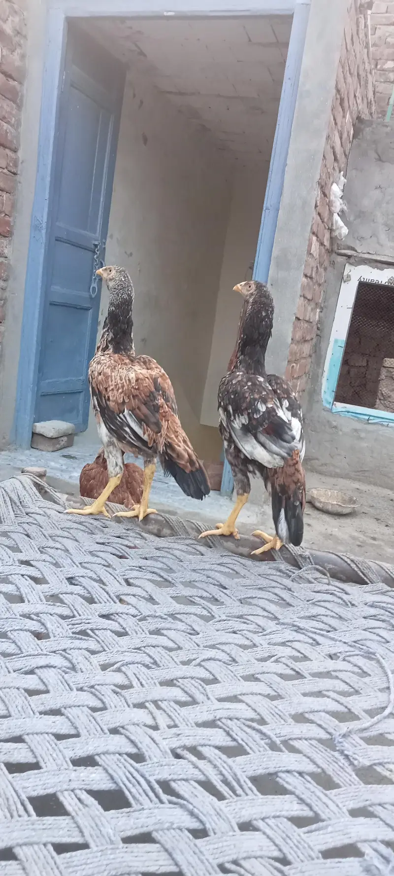 two pairs Aseel murgiya for sale — photo 2