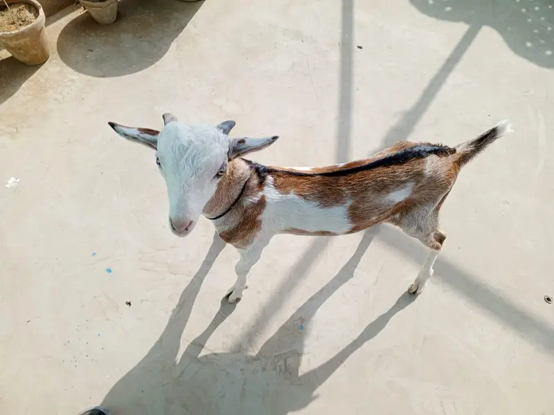 urgent sell taddi male Bakra for sale — photo 4