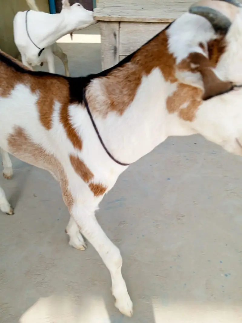urgent sell taddi male Bakra for sale — photo 5