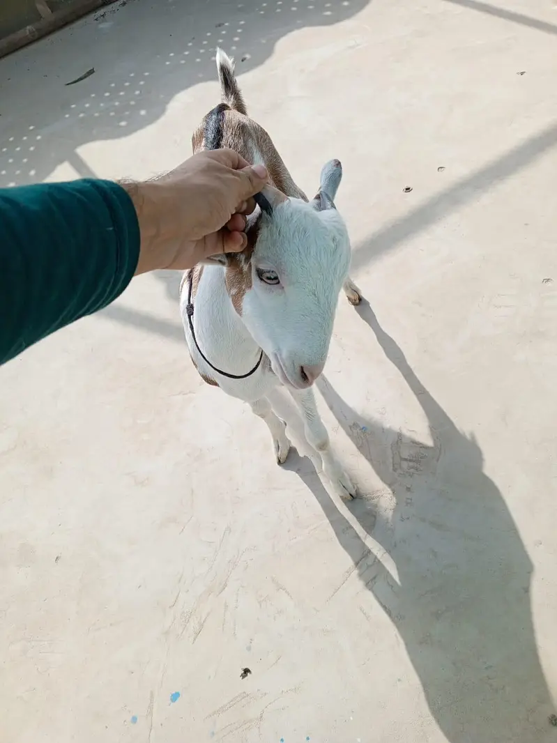 urgent sell taddi male Bakra for sale — photo 6
