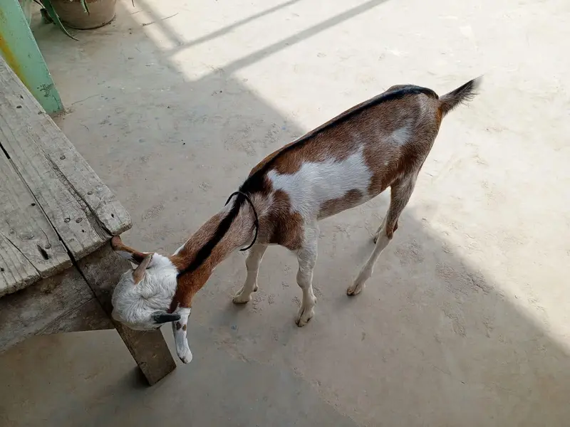 urgent sell taddi male Bakra for sale — photo 9