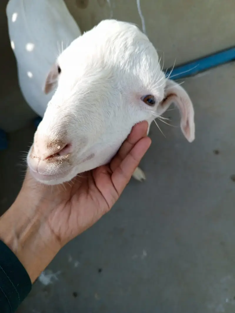 urgent sell taddi male Bakra for sale — photo 12