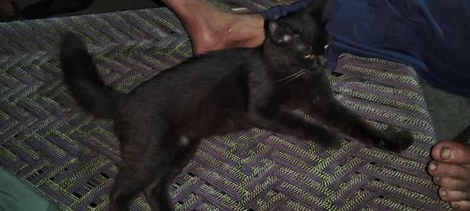 cat healthy and active black color so much fun
