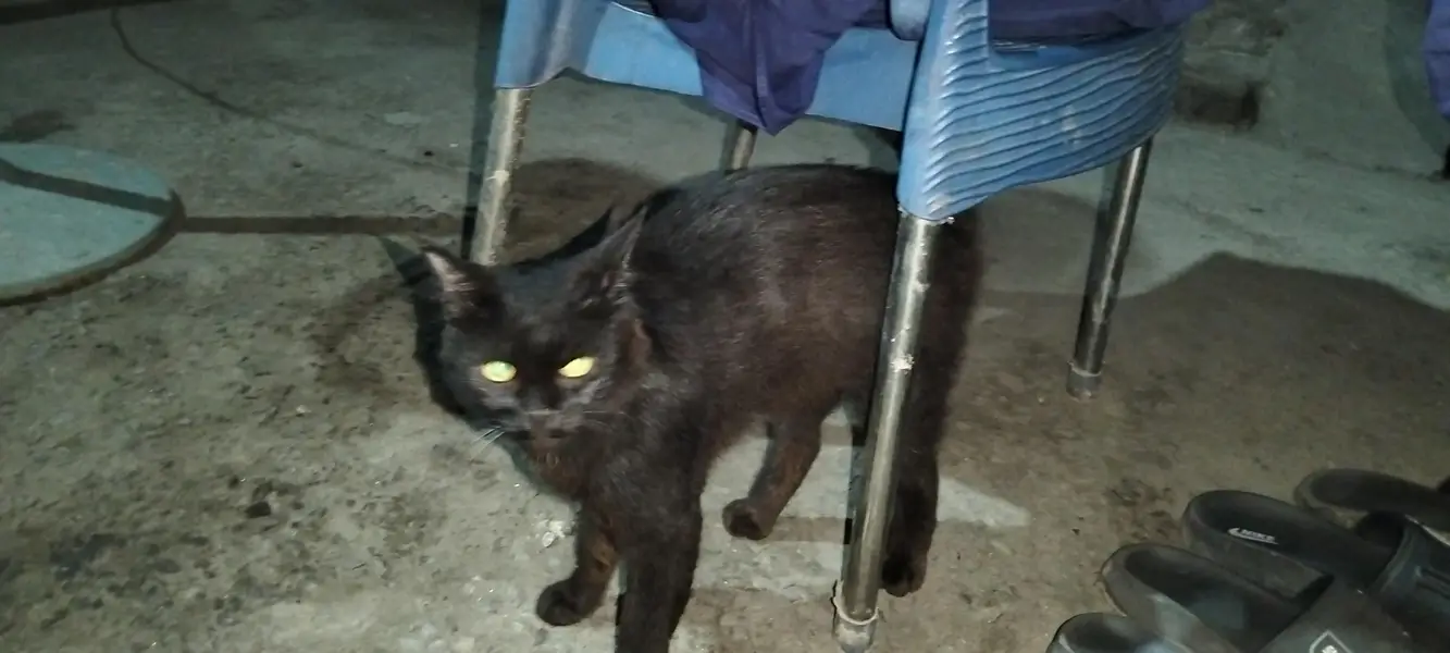 cat healthy and active black color so much fun — photo 2