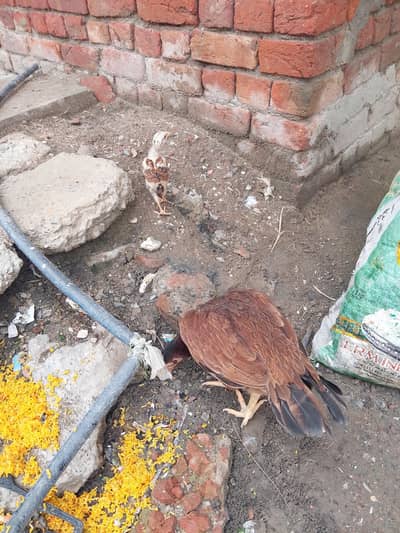 1 female mianwali ki hai 1 sleti hai or 1 ke sath chuza b hai 1.5 mnth