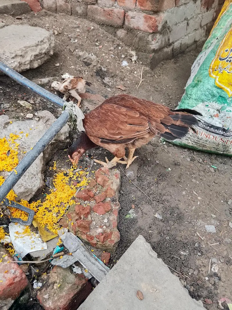 1 female mianwali ki hai 1 sleti hai or 1 ke sath chuza b hai 1.5 mnth — photo 2