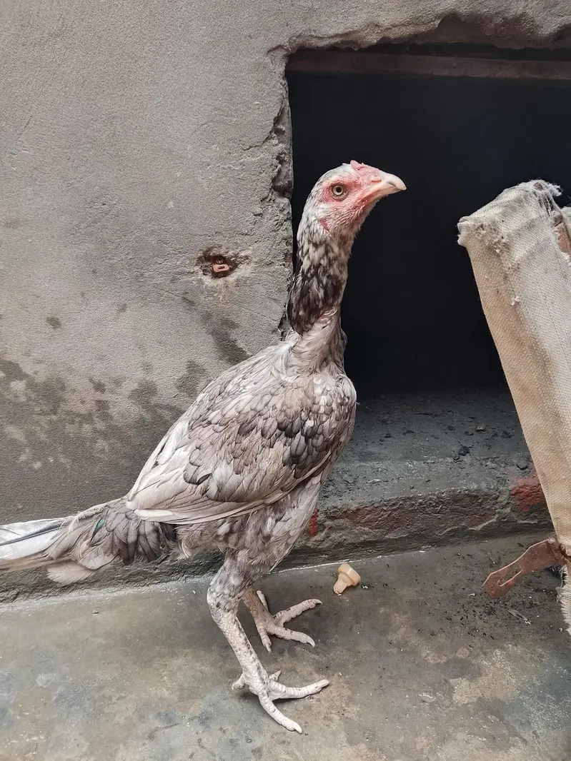 1 female mianwali ki hai 1 sleti hai or 1 ke sath chuza b hai 1.5 mnth — photo 4