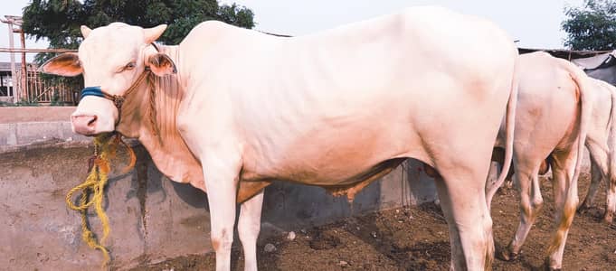 Gulabi cow bachra kheera for sale