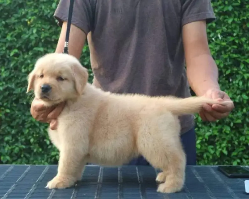 Golden Retriever puppy | Dog Puppies For sale — photo 2