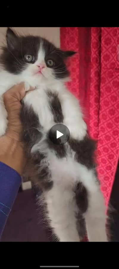 male Persian cat