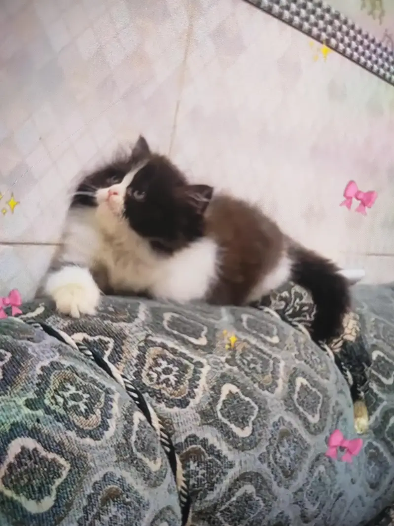 male Persian cat — photo 2