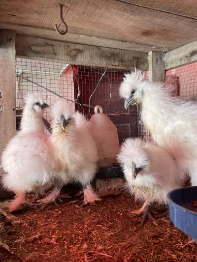 White Silky Chicks