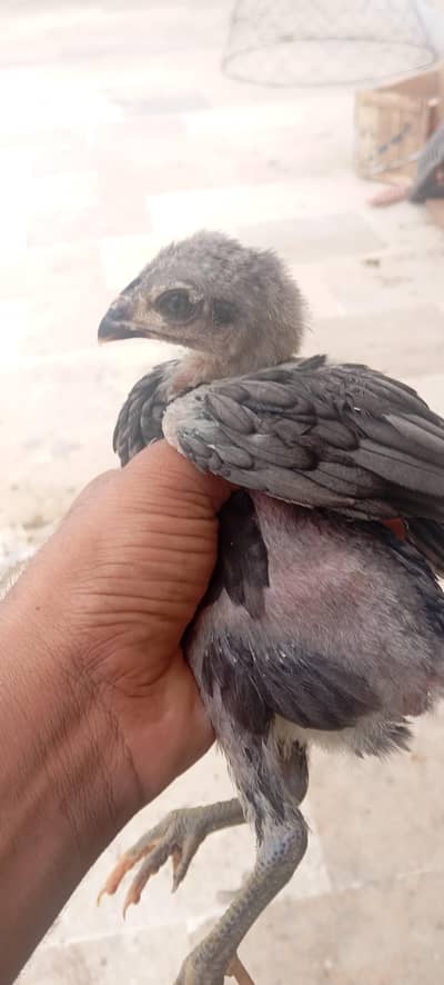High Quality Aseel Chicks Dragon X Thai Imported Bloodline