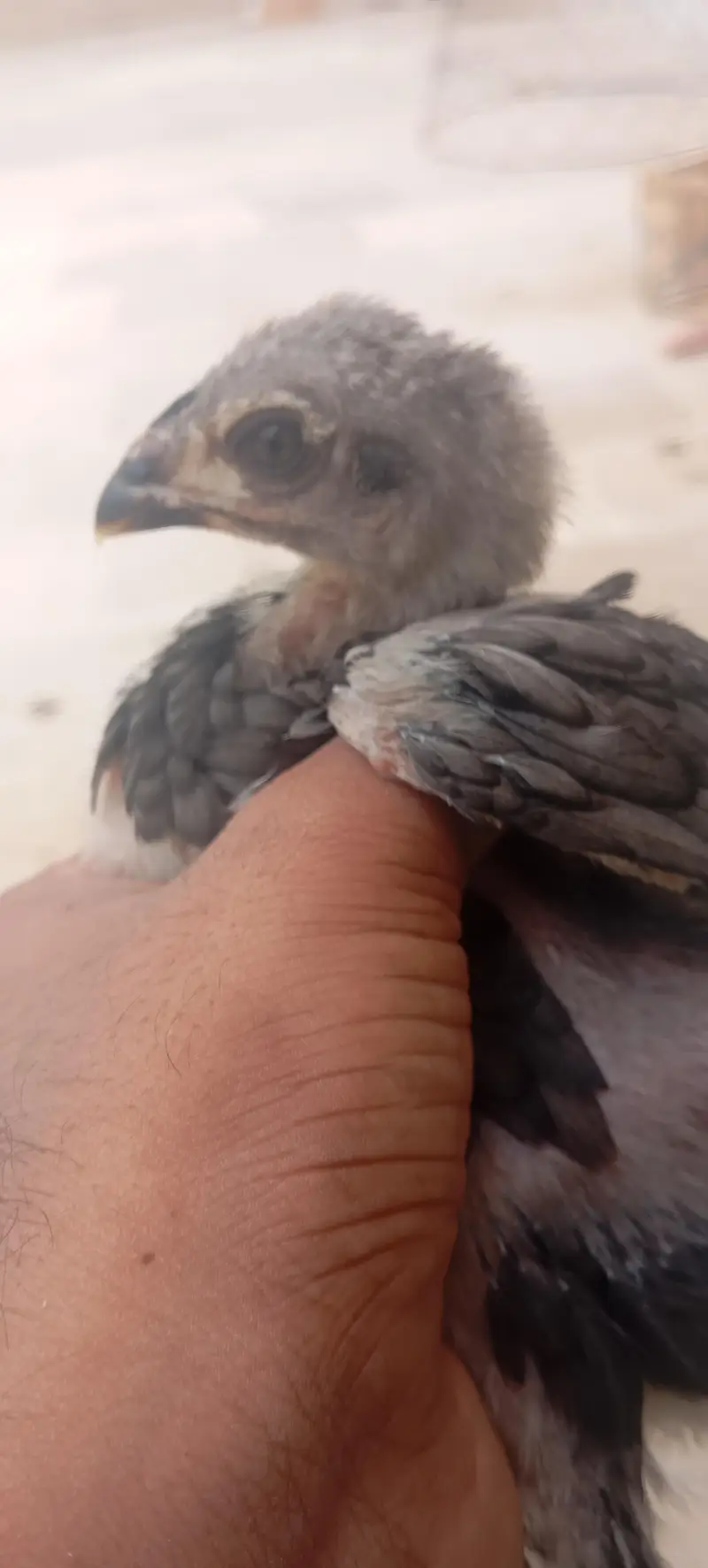 High Quality Aseel Chicks Dragon X Thai Imported Bloodline — photo 2