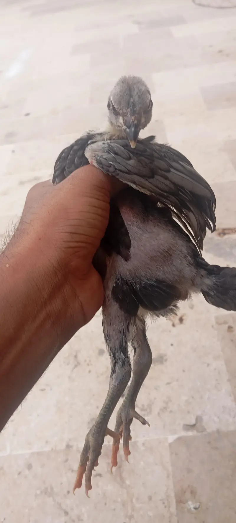 High Quality Aseel Chicks Dragon X Thai Imported Bloodline — photo 3