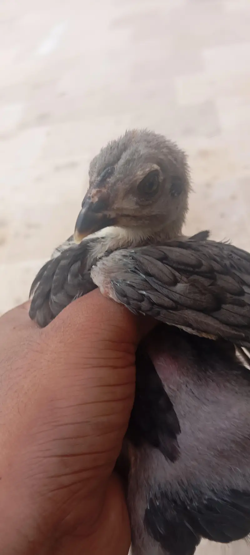 High Quality Aseel Chicks Dragon X Thai Imported Bloodline — photo 5