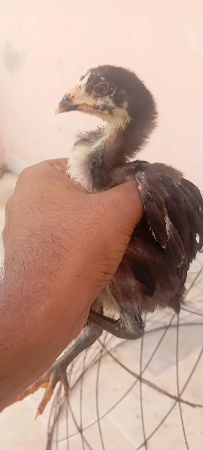 High Quality Aseel Chicks Dragon X Thai Imported Bloodline — photo 7