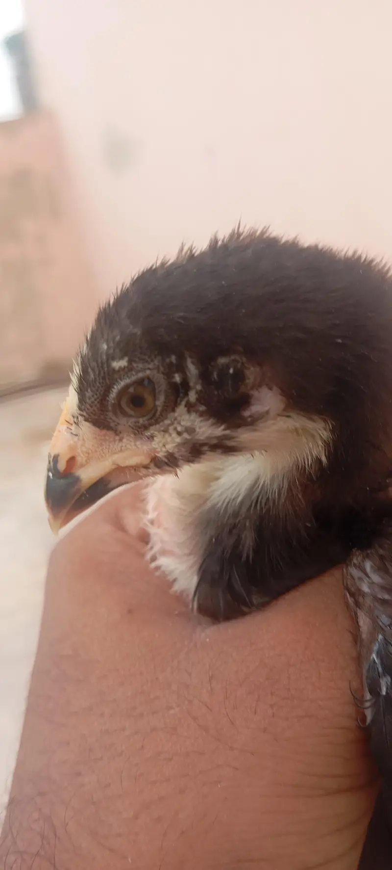 High Quality Aseel Chicks Dragon X Thai Imported Bloodline — photo 9