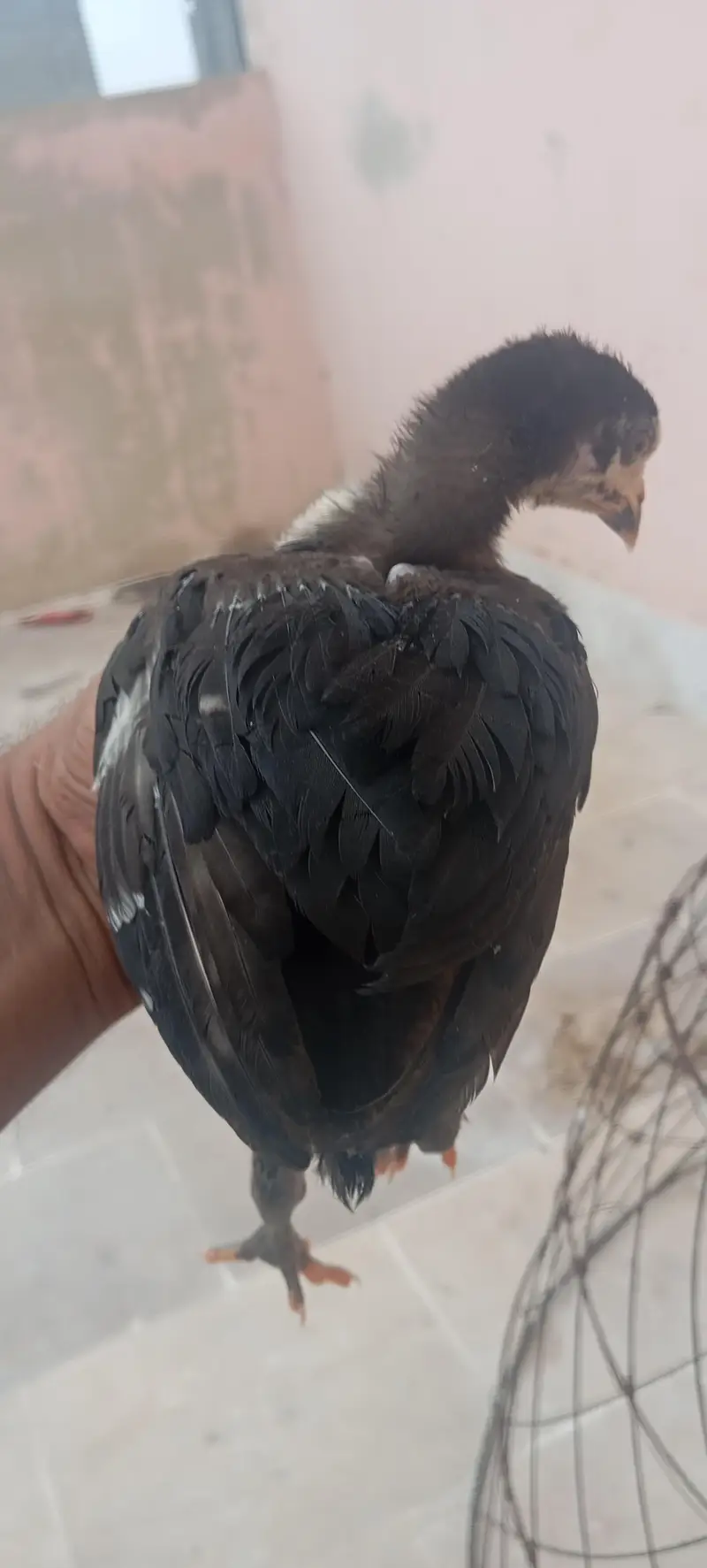 High Quality Aseel Chicks Dragon X Thai Imported Bloodline — photo 10