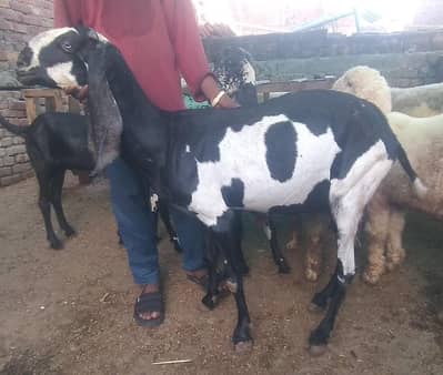 Pure Beetal Guban Goat for Sale ||  Betal Bakri