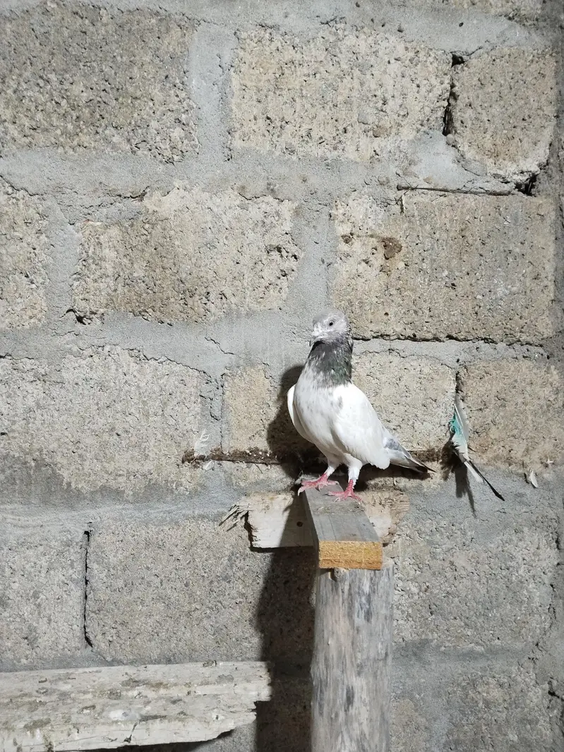 Baazi Kabootar — photo 7