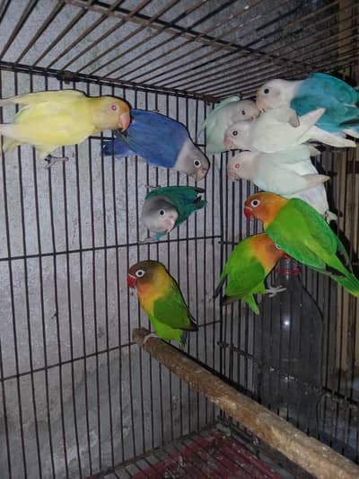 Love brids breeder pear available