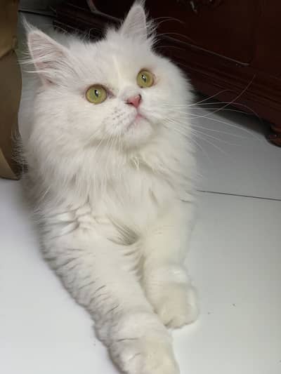 Persian female healthy and active